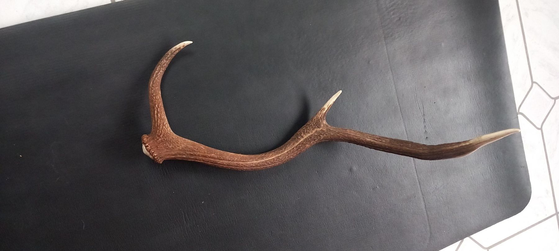 Monde des animaux: Hirschgeweih Stange – D'occasion à Buttikon SZ par MH1976