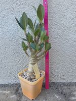 Adenium Thai Socotranum "KHZ DD" / Wüstenrose