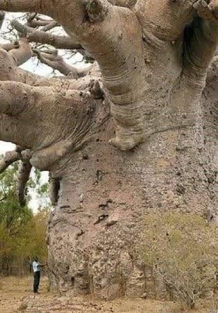Piante & sementi: GRAINES BAOBAB RARE! 10g – Nuovo (secondo la descrizione) da Bremblens venduto da FIBONACCI369 1