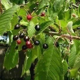Piante & sementi: Cerisier à KIRSCH 20cm 3x – Nuovo (secondo la descrizione) da Bremblens venduto da FIBONACCI369