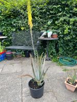 Aloe Vera bio