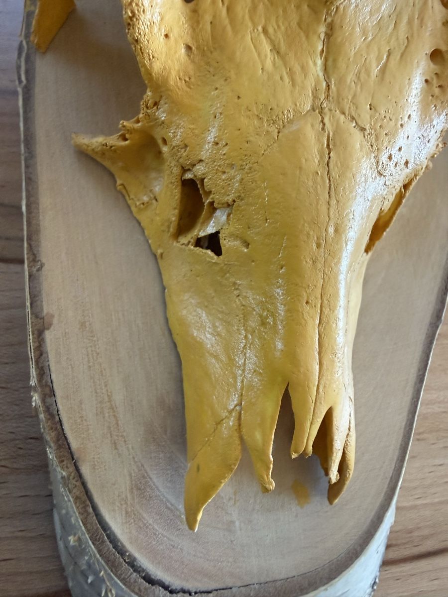 Altre raccolte & rarità: Rehschädel Airbrush gelb – Usato da Grenchen venduto da Bastet007 6