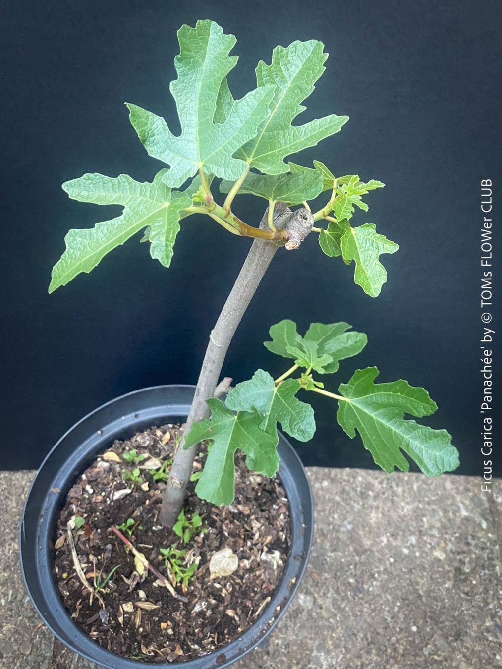 Plantes & graines: FICUS CARICA PANACHÉE - einzigartig gestreifte Feige – Neuf avec emballage d'origine à Adliswil par MarkyForest 1