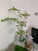 Scandinaviaform Vase