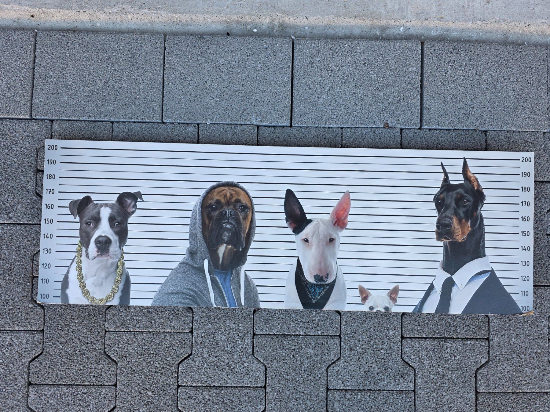 Poster & Bilder: Bild Hunde – Gebraucht aus Walterswil BE von Lonitti