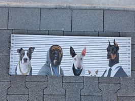 Bild Hunde