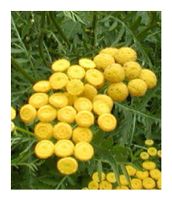 Rainfarn - Tanacetum vulgare - 500 Samen