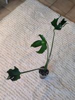 Monstera Deliciosa Unniiae