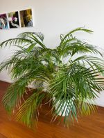 Goldfruchtpalme / Areca-Palme, ca. 150 cm, inkl. Übertopf