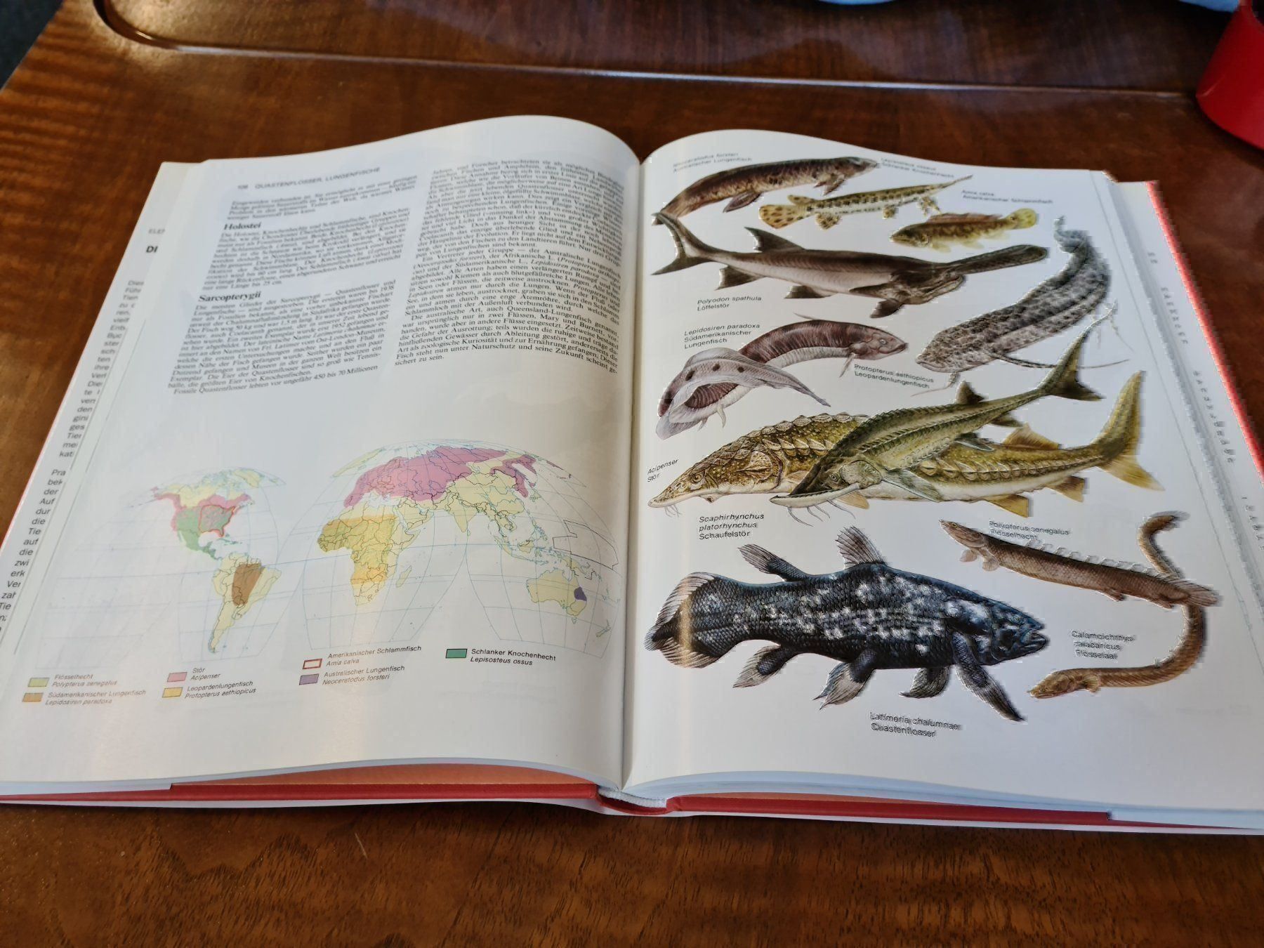 Libri: Die grosse Enzyklopädie der Tierwelt – Usato da Erstfeld venduto da Uhu1980 2