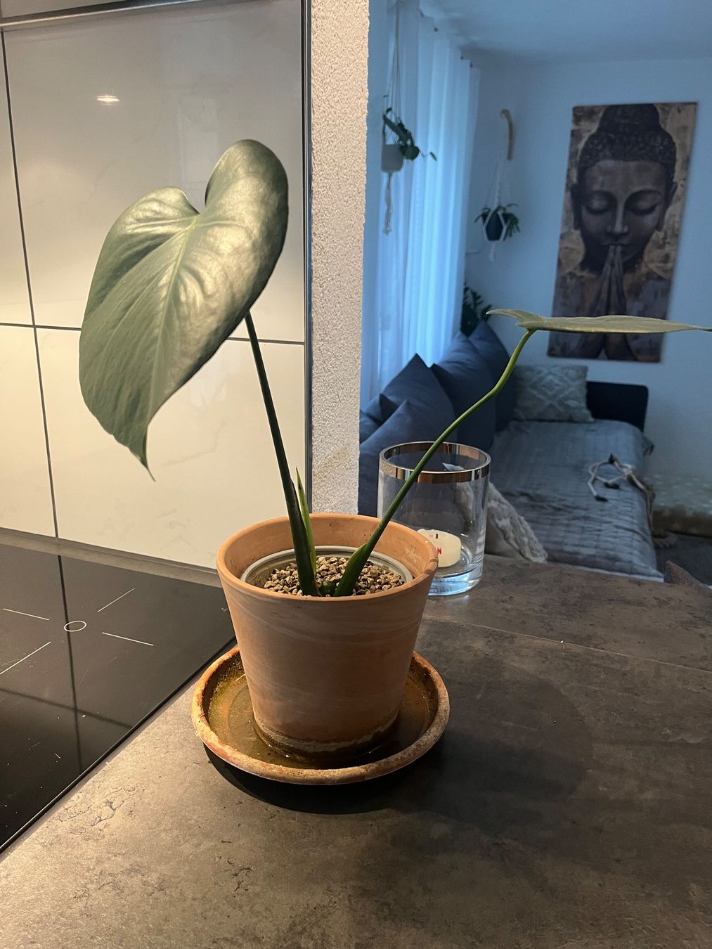 Piante & sementi: Monstera Deliciosa Ableger – Usato da Gebenstorf venduto da Shine_088 3