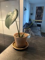 Monstera Deliciosa Ableger
