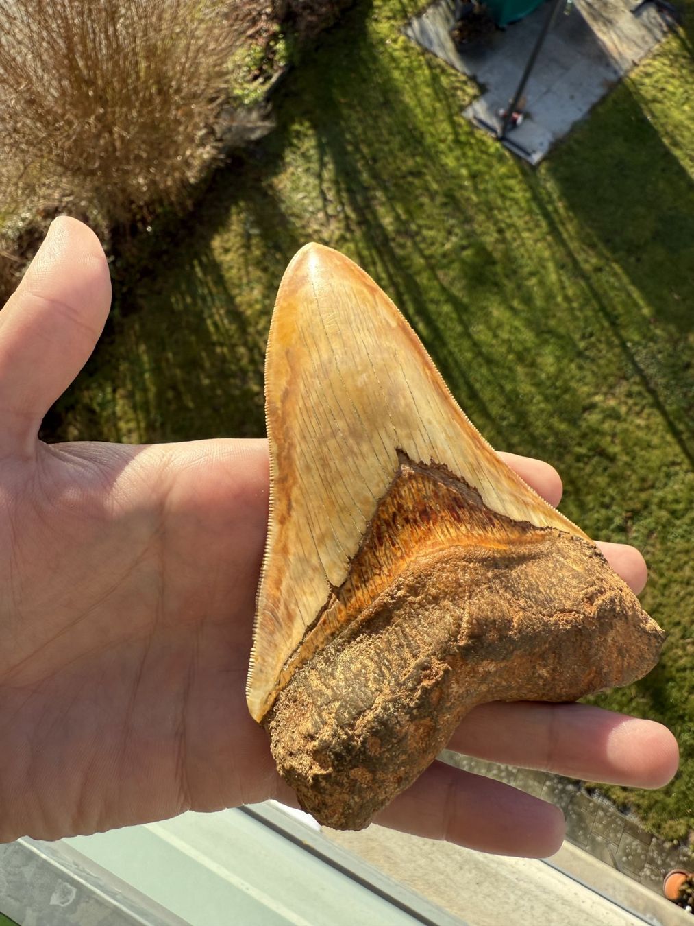 Fossili: riesiger Megalodon Zahn Indonesien – Usato da schüpfen venduto da rica122 1