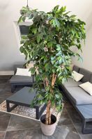 Kunstbaum Ficus Benjamina Topf detailliert geflochten 170cm