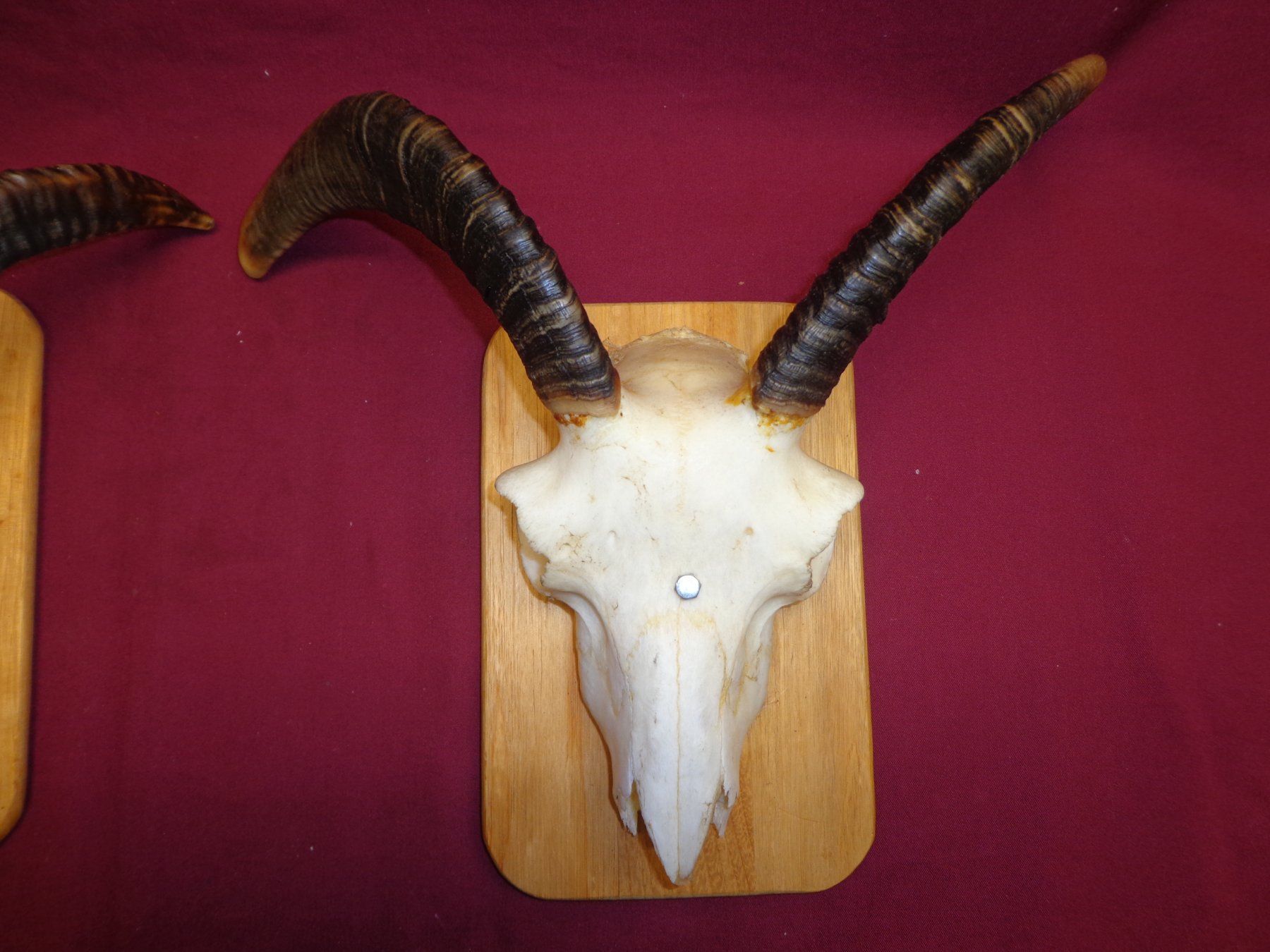 Il mondo degli animali: Widder, Geweihe, Trophäe, Horn, Dekoration, Jagd, Geissen. – Usato da Andeer venduto da Baerenburger 2