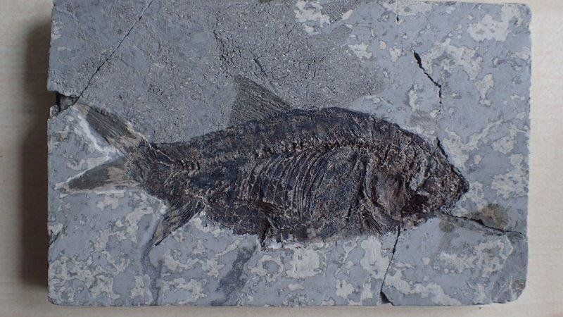 Fossili: fossiler Fisch aus China – Usato da Rickenbach BL venduto da Oktober68 1