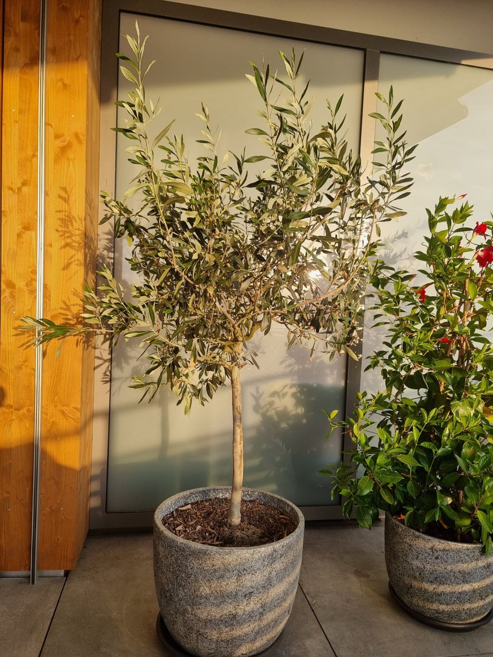 Piante & sementi: Olivenbaum im Topf Baril hellgrau – Usato da Gunten venduto da asa017 2
