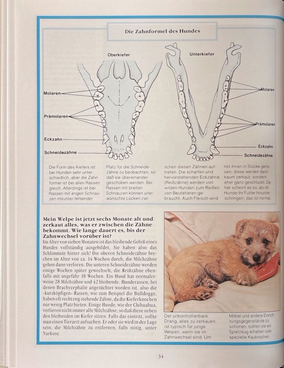 Libri: Hundehaltung – Nuovo e nell'imballaggio originale da Sarnen venduto da Livres 8