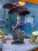 Juwel Aquarium komplett inkl. Fische JBL CristalProfi