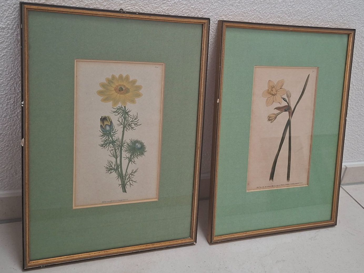 Incisioni: 2 Antike botanische Stiche - 1789, 1790 – Usato da Baldegg venduto da collect.hub