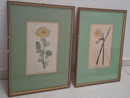 2 Antike botanische Stiche - 1789, 1790