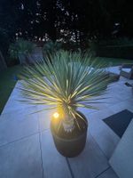 Jucca Rostrata mit dem Topf