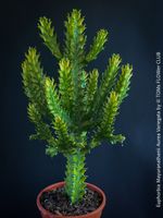 Euphorbia Mayuranathanii Aurea Variegata - top robust