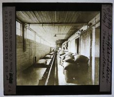 Glasdia 4x Kaffee Kamerun Kaffeekultur, um 1910-30