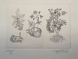 #2 - Gravure sur velin d'Arches signée G. Gallard 10/15 HC