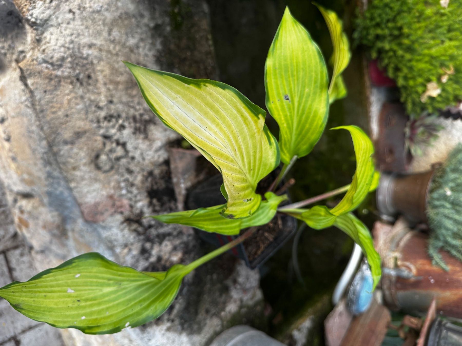 Pflanzen & Samen: Hosta Paradise Tritone – Gebraucht aus Lajoux JU von Briard0