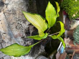 Hosta Paradise Tritone