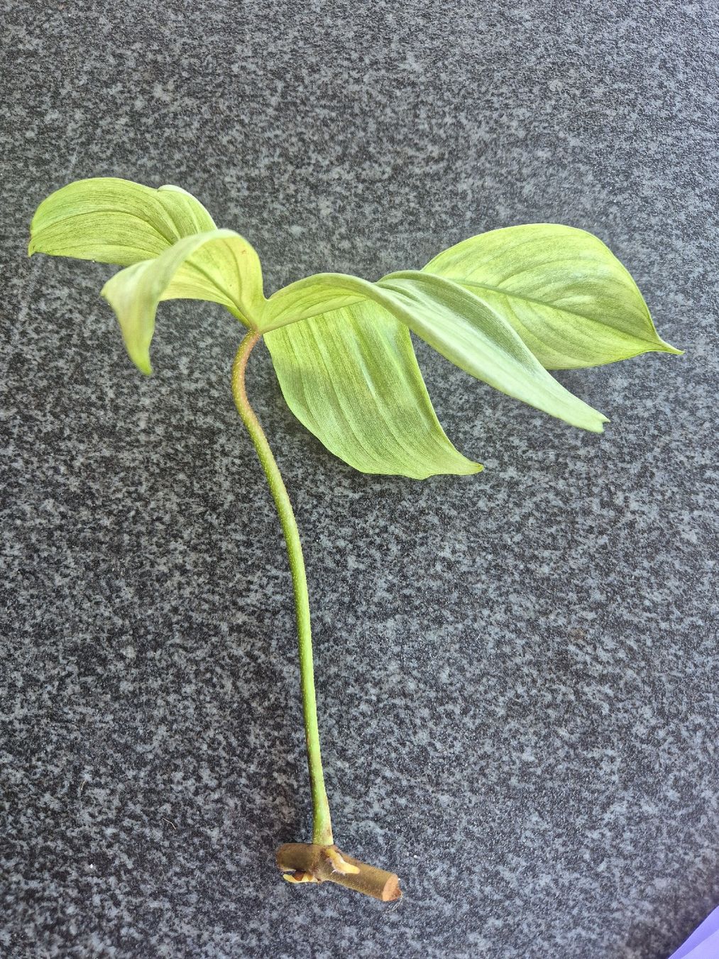 Plantes & graines: Philodendron Florida Ghost Steckling – D'occasion à Urtenen-Schönbühl par Pflanzenherberge 2