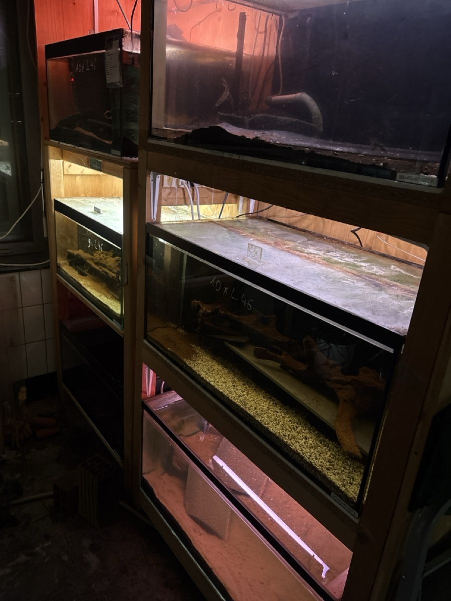 Aquarium: Aquarium Zuchtregal – Gebraucht aus Gais von Marcogais