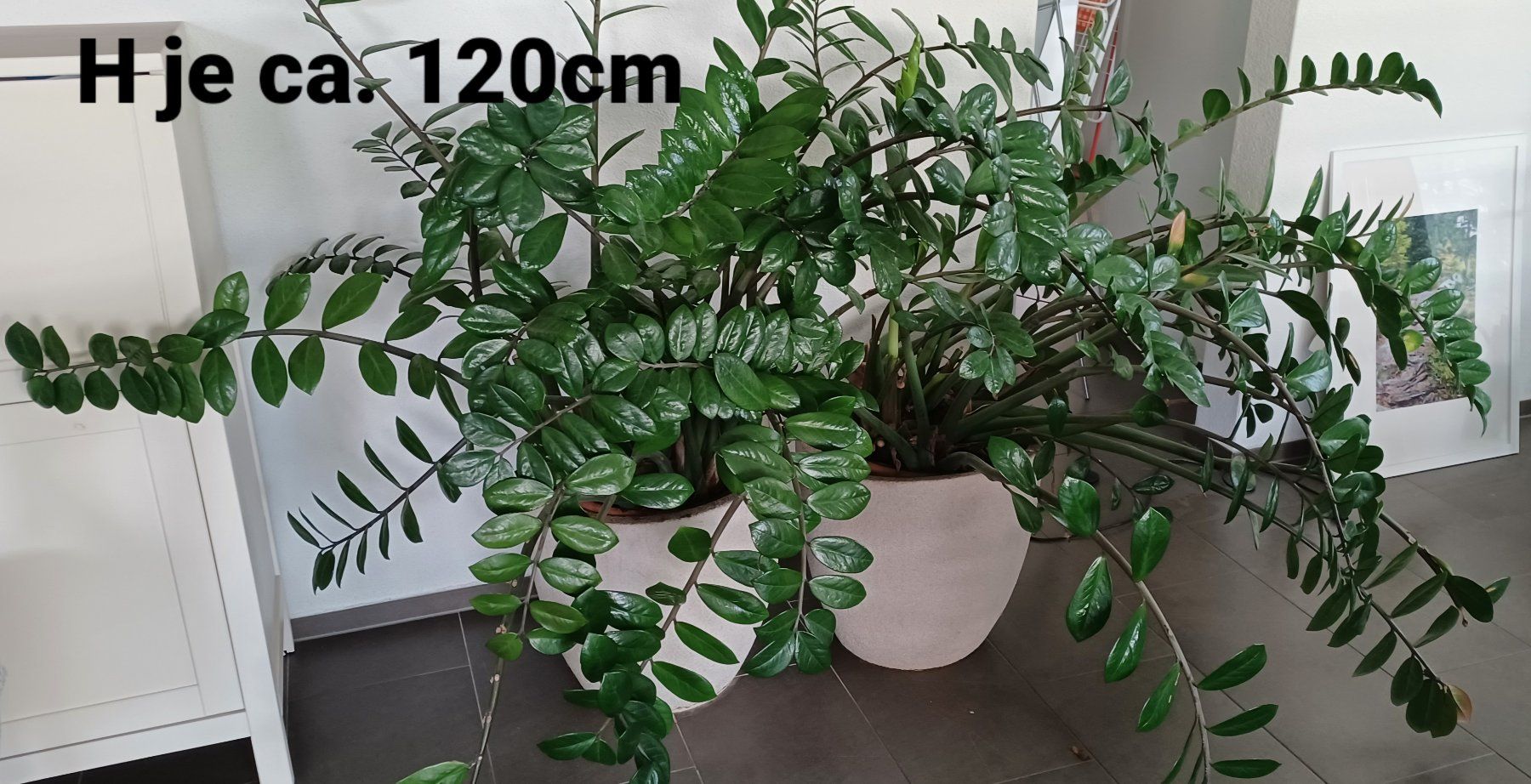 Pflanzen & Samen: 2 Glücksfeder-Zimmerpflanzen – Gebraucht aus Hochdorf von PHS