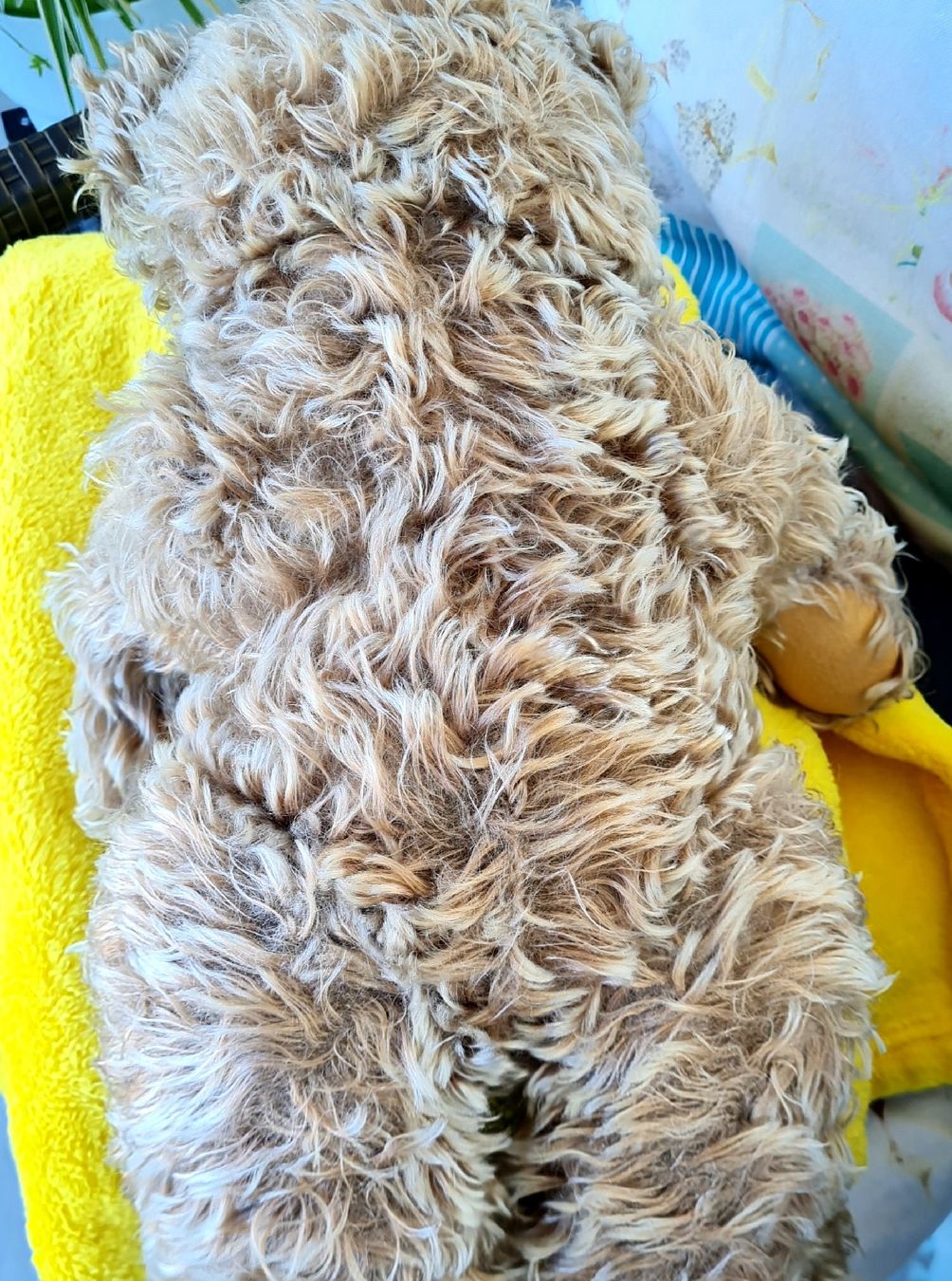 Jouets: Teddybär (Zotty Steiff ? ) – D'occasion à Siebnen par annigannig 2