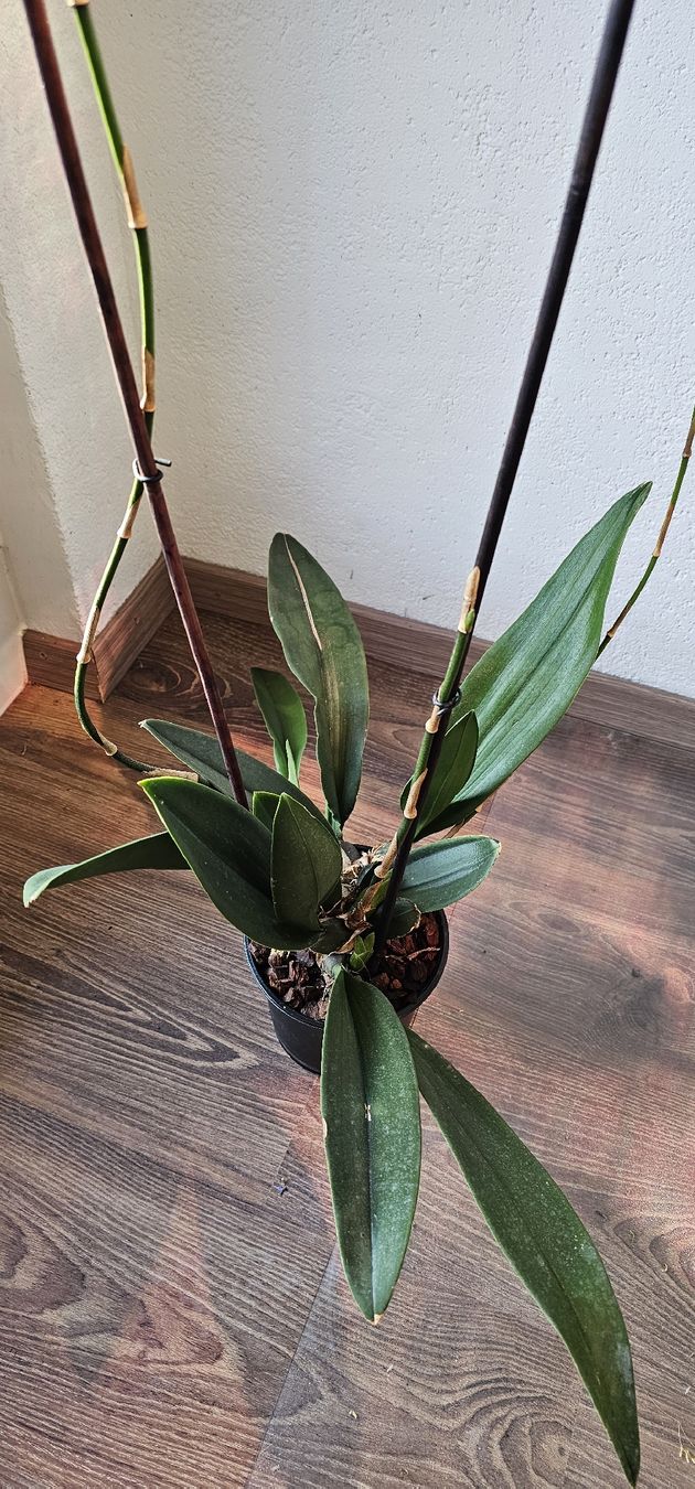 Piante & sementi: Orchidee Psychopsis Mariposa – Usato da Jona venduto da Smurnaya 7