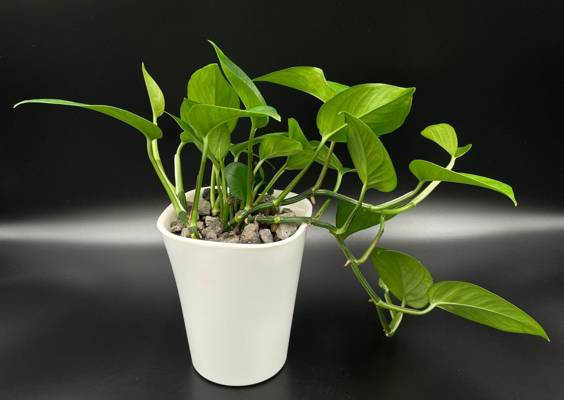 Piante & sementi: Epipremnum aureum 'Jade' in Semihydro – Nuovo (secondo la descrizione) da Bühler venduto da googelibear 1