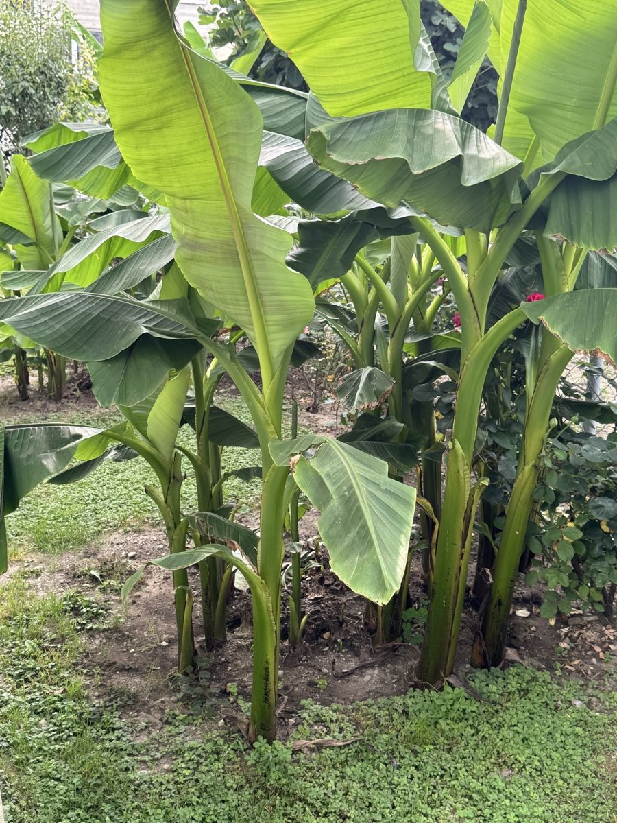 Piante & sementi: Bananenpflanzen  – Nuovo e nell'imballaggio originale da Ballwil venduto da AyngaMarket