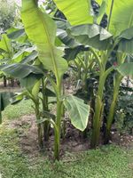 Bananenpflanzen 