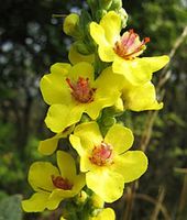 Kandelaber Königskerze - Verbascum olympicum - 250 Samen