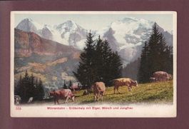 Mürrenbahn - GRÜTSCHALP - Kühe