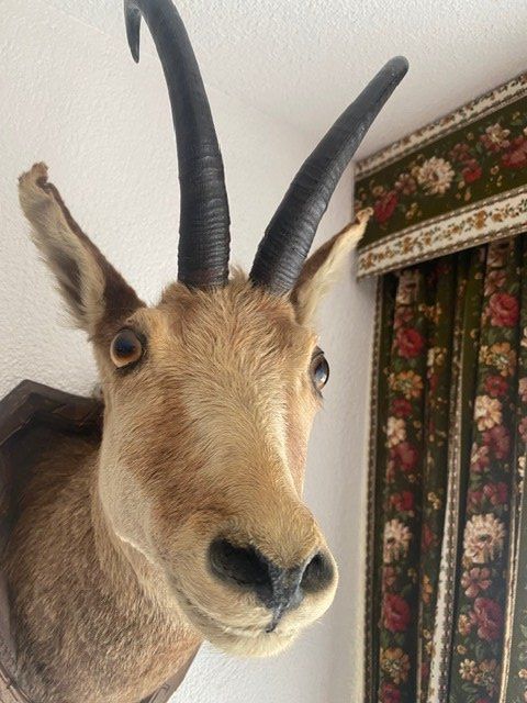 Welt der Tiere: Gemse – Gebraucht aus Wolfenschiessen von Un17 1