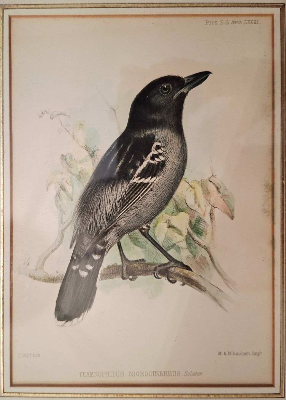 Arts picturaux & lithographies: 2 Vogel-Lithographien – D'occasion à Weiningen ZH par nic_5lqm 2