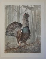 Willy Eugen Bär  Litho. Nr. handsign. Tier-Motiv,  50x40cm