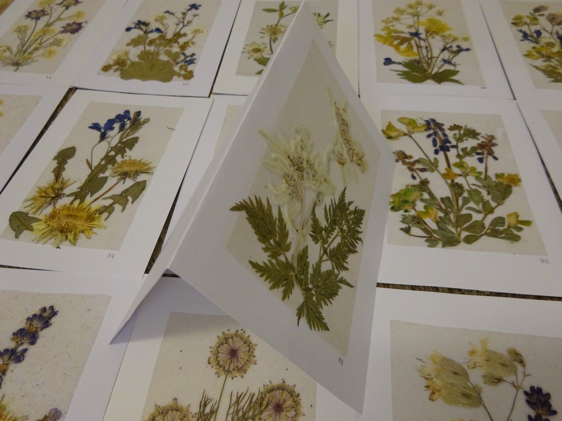 Bücher: Herbarium Botanik Alpenflora / 20 Grusskarten – Gebraucht aus Esslingen von eintagammeer 7