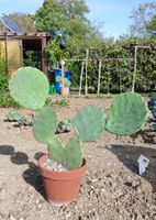 Gepflegte OPUNTIA ORBICULATA SEYMOUR