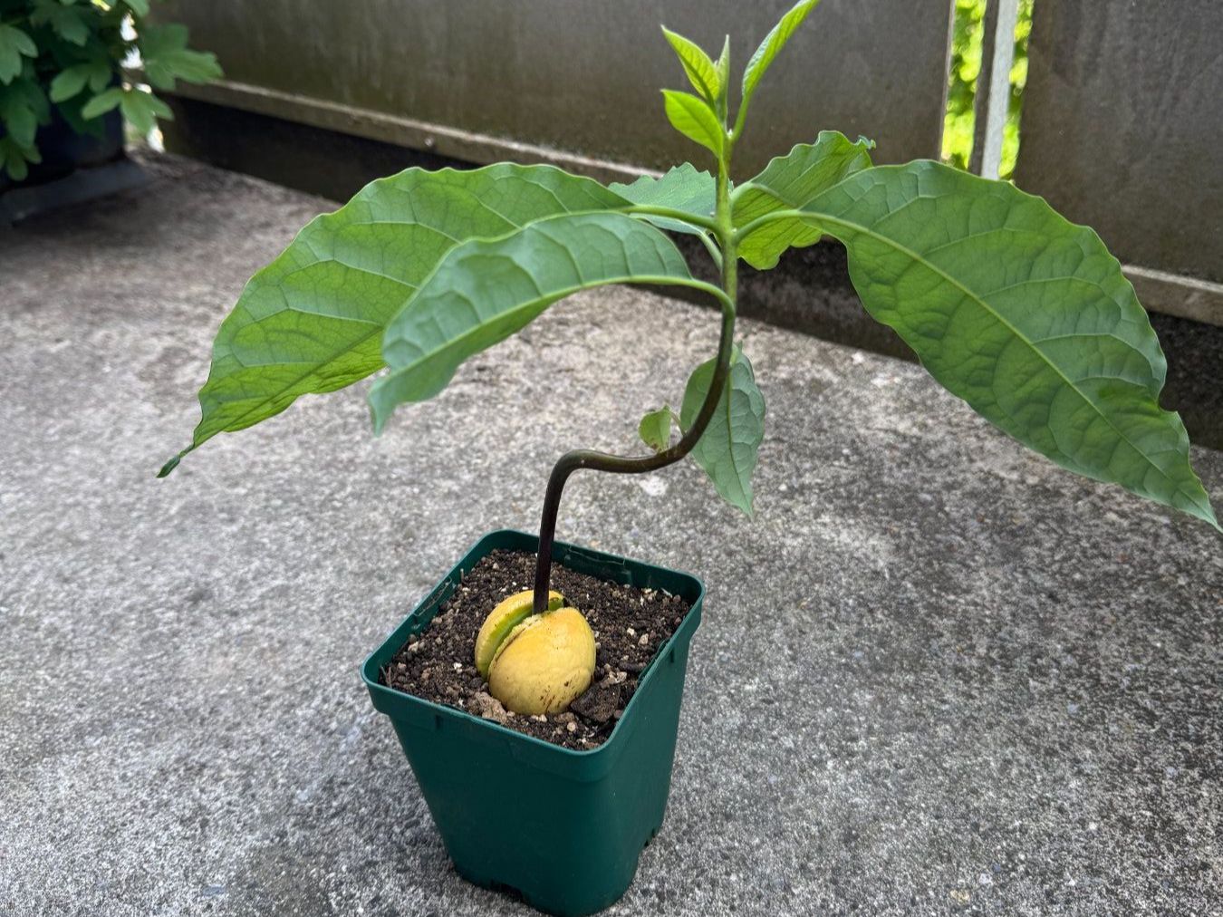 Piante & sementi: Avocado Baum (curved trunk) – Nuovo (secondo la descrizione) da Schlieren venduto da Edgar_k 4