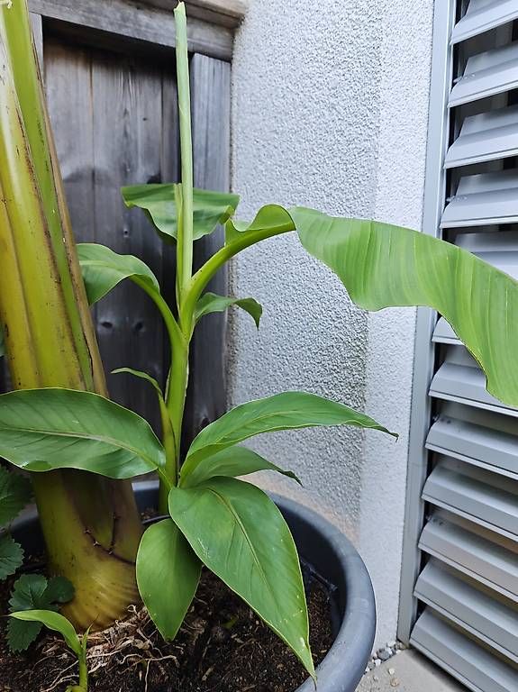Plantes & graines: Bananenstauden Musa basjoo | Kindel/Ableger – D'occasion à Boll par ttr-fun