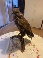 Buse variable