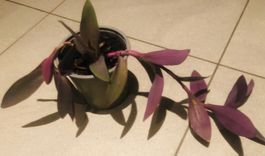 Zierpflanze Zimmer Pflanze 30 cm ↕️ “TRADESCANTIA PALLIDA ”